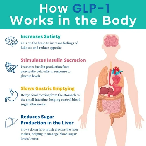 How GLP 1 Works graphic